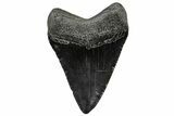 Fossil Megalodon Tooth - South Carolina #300197-1